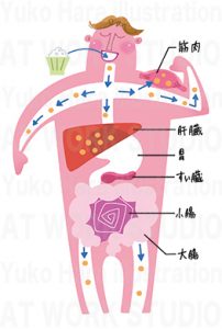 イラストレーターはらゆうこの描いた消化メカニズムのイラスト