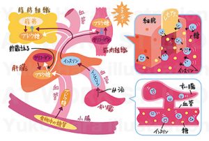 イラストレーターはらゆうこの描いた体内の代謝のイラスト