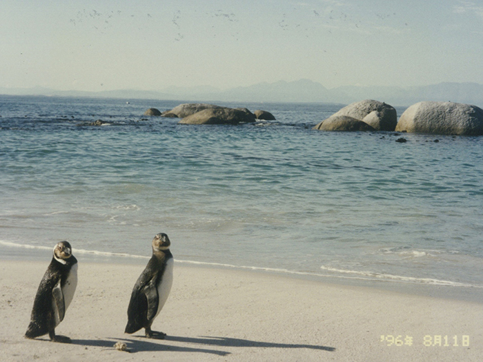 堤田和久さんがアフリカで撮影したペンギンの写真