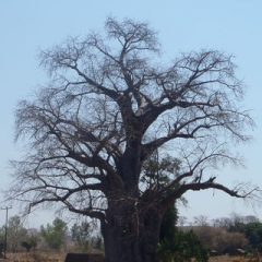 バオバブの木の写真