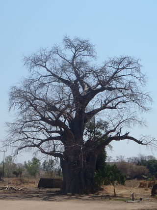 バオバブの木の写真