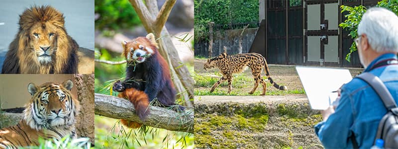 動物園に出張撮影した水彩画家の写真